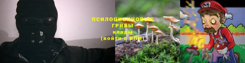 Псилоцибиновые грибы Cubensis  Новоалександровск 